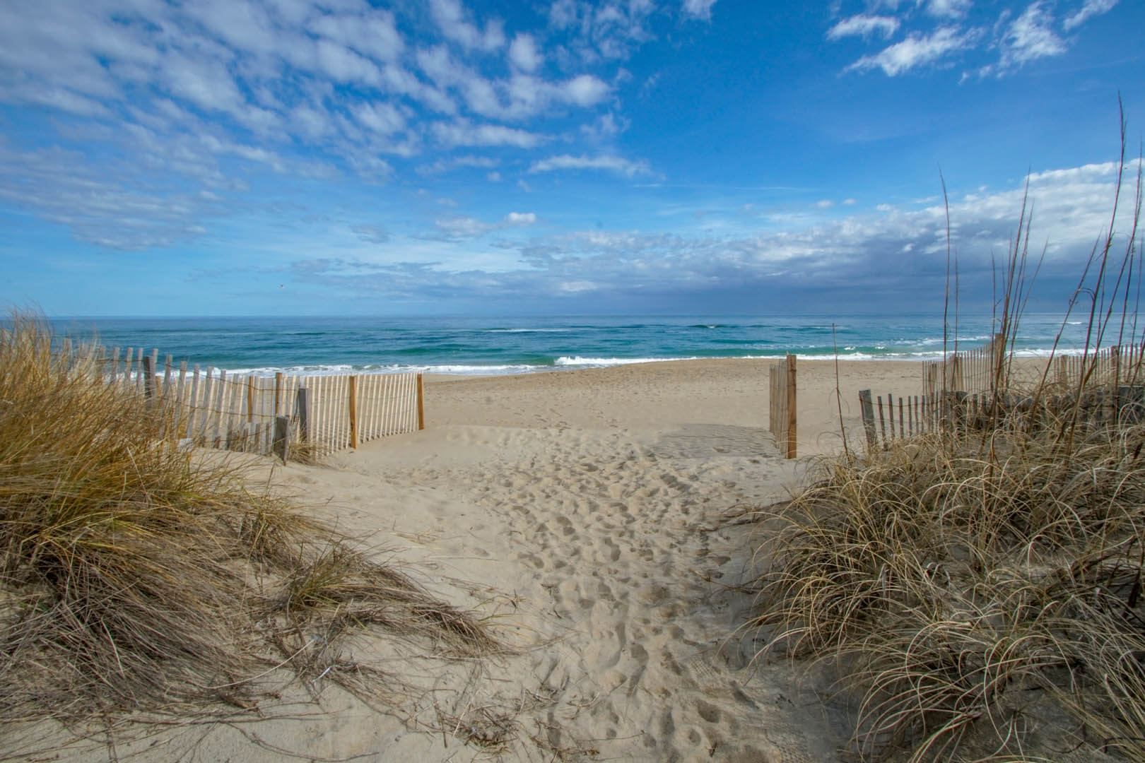 Are Dogs Allowed On Outer Banks Beaches